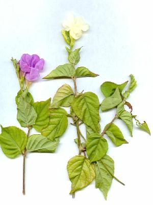 Bermuda Primrose