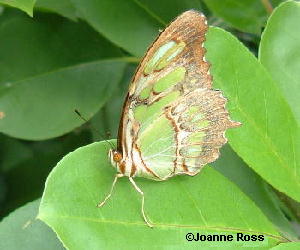 Siproeta stelenes