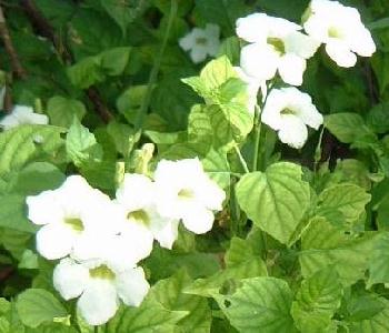 Bermuda Primrose