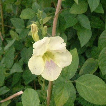 Bermuda Primrose