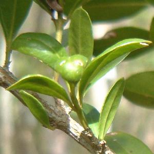 Fruit