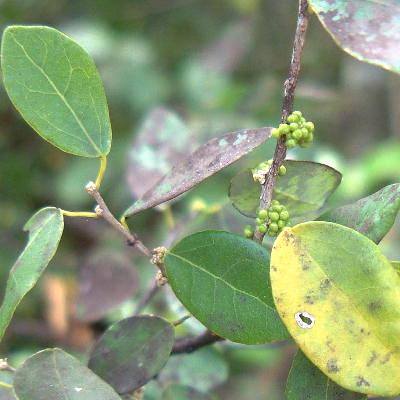 Buds