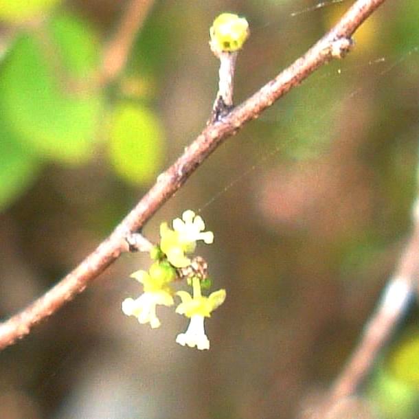 Inflorescence