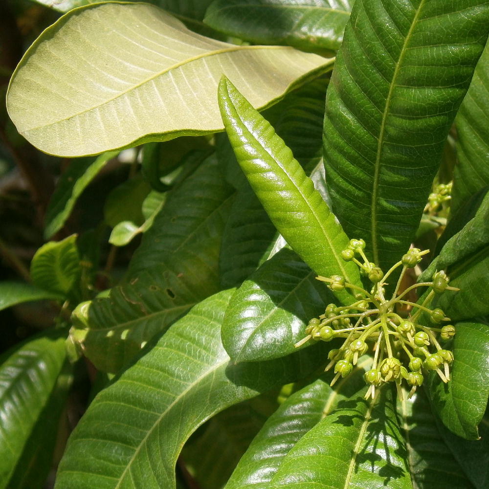 Dodonaea viscosa blooms
