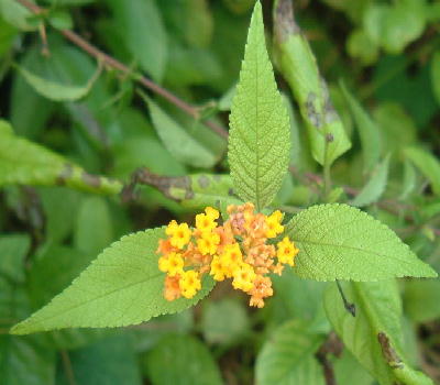 Leaves ; broadly ovate, acute to acuminate at the apex